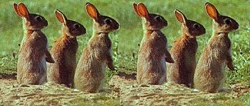 konijnen.jpg